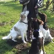 Kleiner münsterländer pinto