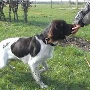 Kleiner münsterländer pinto