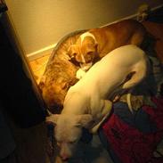 Amerikansk staffordshire terrier Lady