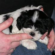 Lhasa apso Zhana
