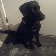 Labrador retriever Cato