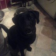 Labrador retriever Cato