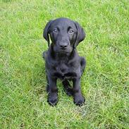 Labrador retriever Axel