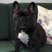 Fransk bulldog berta