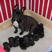 Fransk bulldog berta