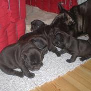 Fransk bulldog berta