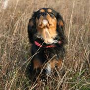 Cavalier king charles spaniel Trolle