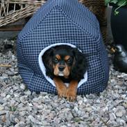 Cavalier king charles spaniel Trolle