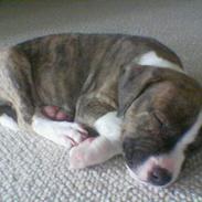 Amerikansk staffordshire terrier valde