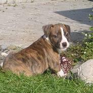 Amerikansk staffordshire terrier valde