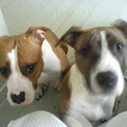 Amerikansk staffordshire terrier valde