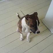 Amerikansk staffordshire terrier valde