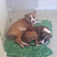 Amerikansk staffordshire terrier valde