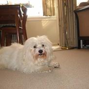 Coton de tulear Mickey