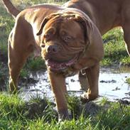 Dogue de bordeaux Estruphus Vega R.I.P.