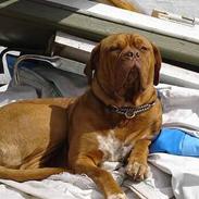 Dogue de bordeaux Estruphus Vega R.I.P.