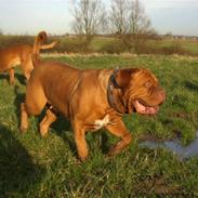 Dogue de bordeaux Estruphus Vega R.I.P.