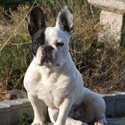Fransk bulldog Soffie