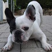 Fransk bulldog Soffie