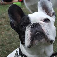 Fransk bulldog Soffie