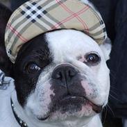 Fransk bulldog Soffie