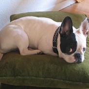 Fransk bulldog Soffie