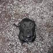 Blanding af racer Max