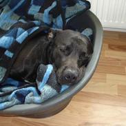 Blanding af racer Max