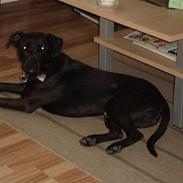 Blanding af racer Max