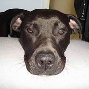 Blanding af racer Max