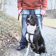 Amerikansk staffordshire terrier TEX