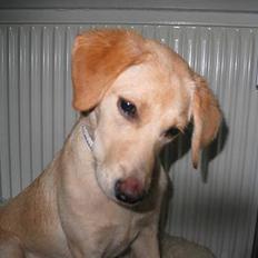 Labrador retriever Ida
