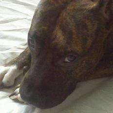 Amerikansk staffordshire terrier Angel