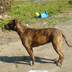 Amerikansk staffordshire terrier Angel