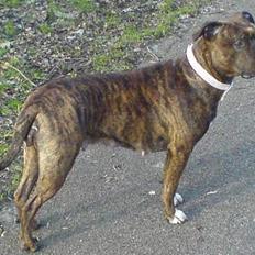 Amerikansk staffordshire terrier Angel