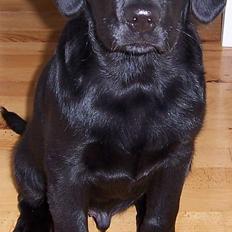 Labrador retriever Barco