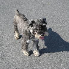 Dvaergschnauzer Copy