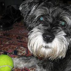 Dvaergschnauzer Copy