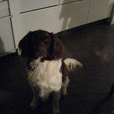 Kleiner münsterländer Rösti