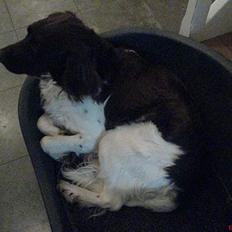 Kleiner münsterländer Rösti