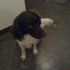 Kleiner münsterländer Rösti