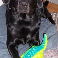 Labrador retriever Barco