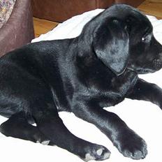 Labrador retriever Barco