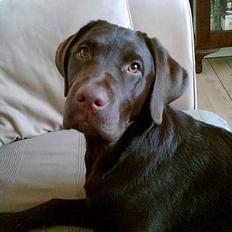 Labrador retriever Dalton