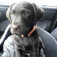 Labrador retriever Dalton