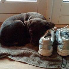 Labrador retriever Dalton