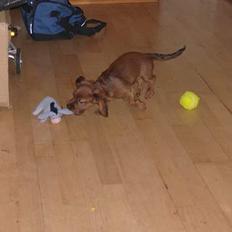 Blanding af racer molly