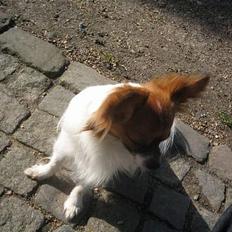 Papillon Gizmo