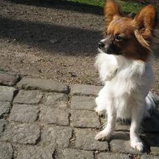 Papillon Gizmo