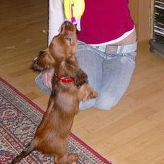 Blanding af racer molly